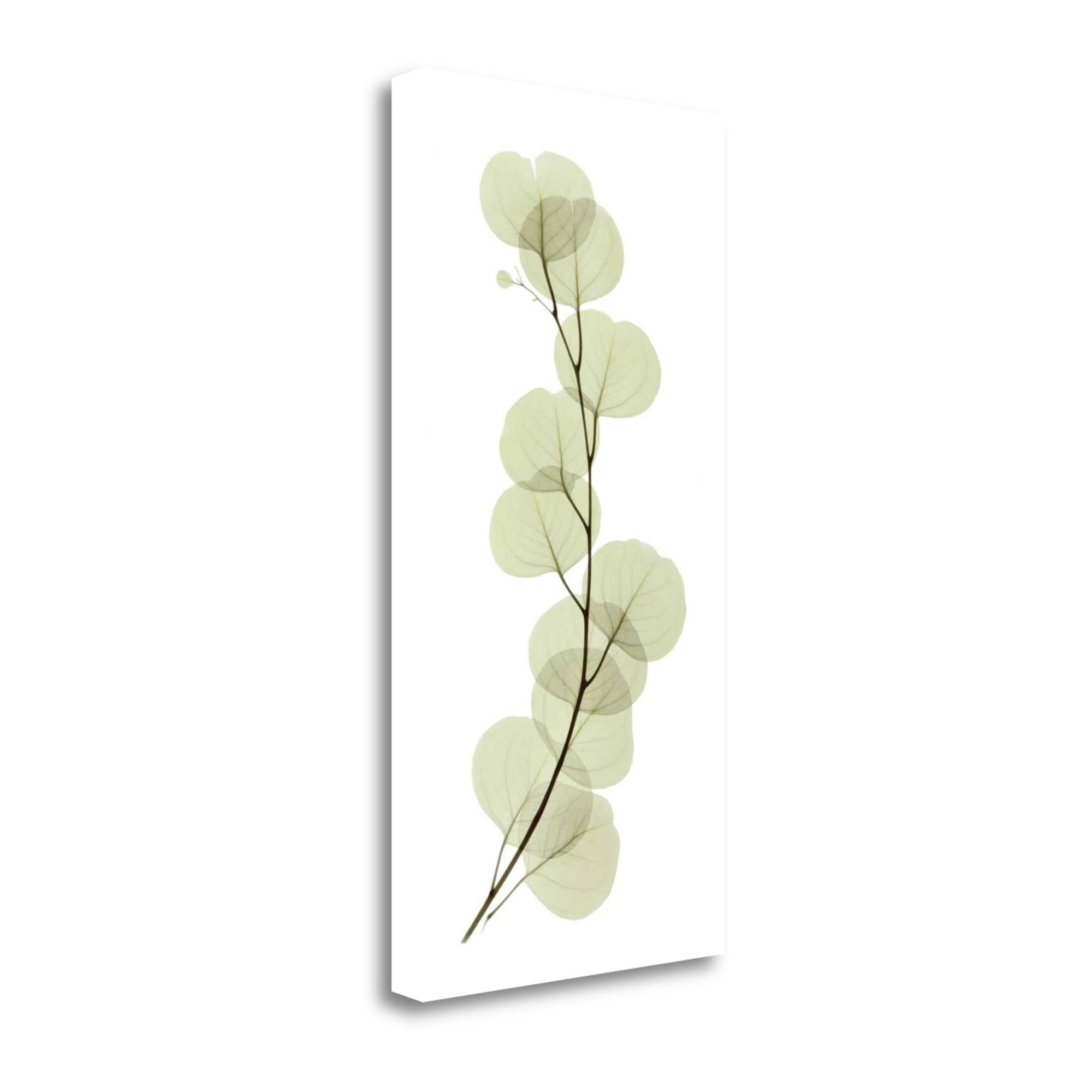 Eucalyptus Giclee Print R749